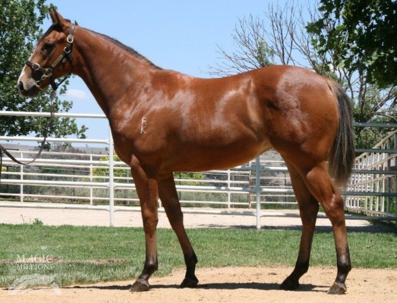 Viadana Filly