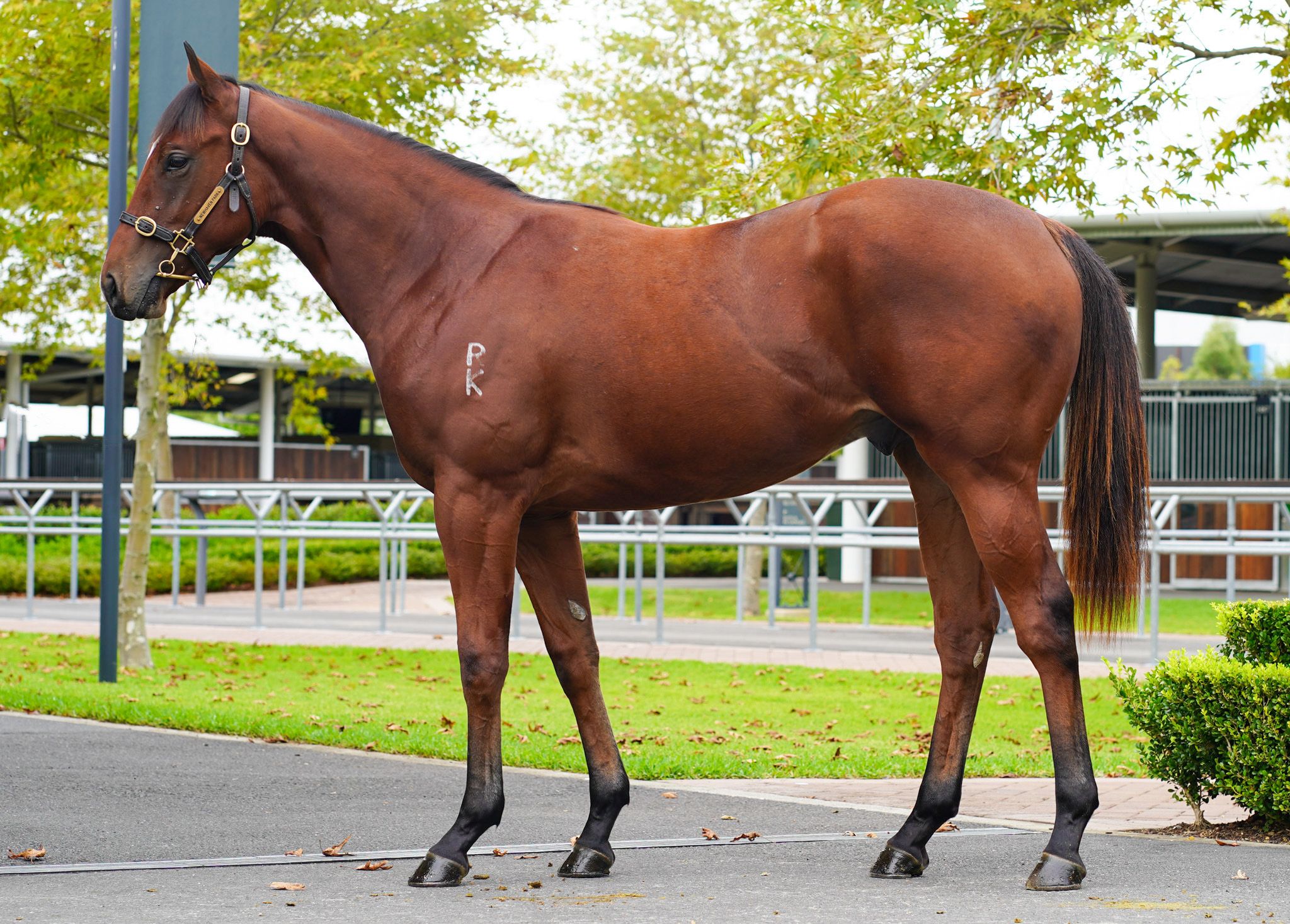 Enquare colt