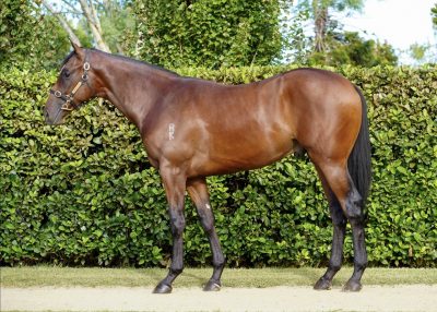Lot 180: Bay Colt, So You Think (NZ)-Spanish Whisper