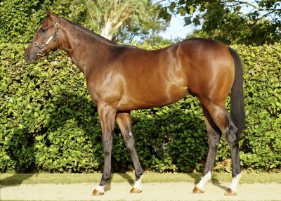 Lot 189: Bay Colt, Toronado (Ire)-Star Syrah