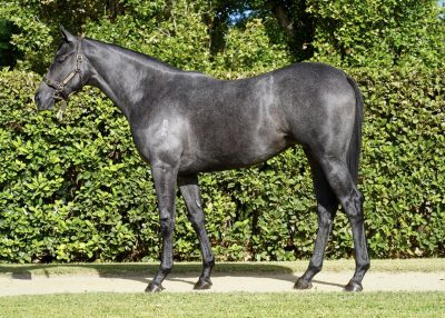 Lot 200: Gr. Filly, Russian Revolution-Supara