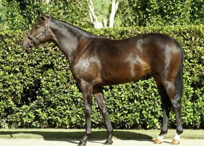 Lot 247: B/Br. Filly, Too Darn Hot (GB)-Velocity (Ire)