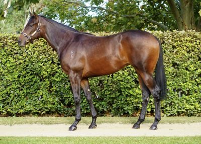 Lot 265: Bay Filly, So You Think (NZ)-Zorro Rapido