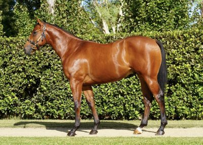 Lot 327: Bay Colt, Farnan-Circus