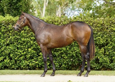 Lot 356: Bay Filly, Snitzel-English