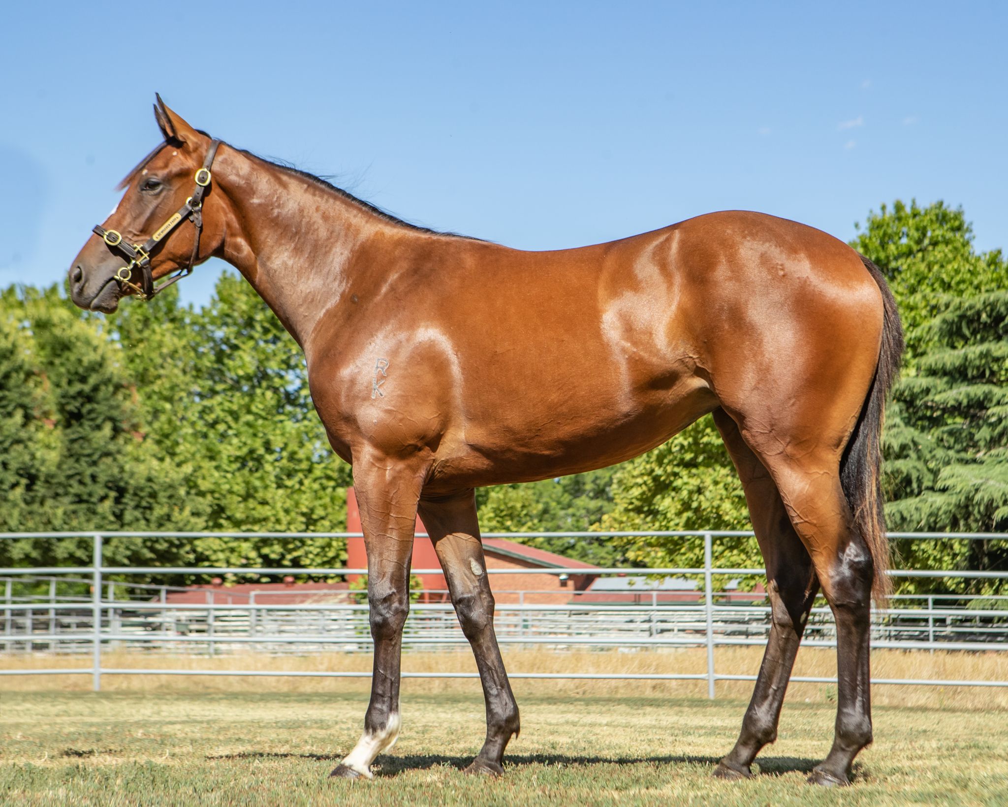 Ceylon (NZ) filly