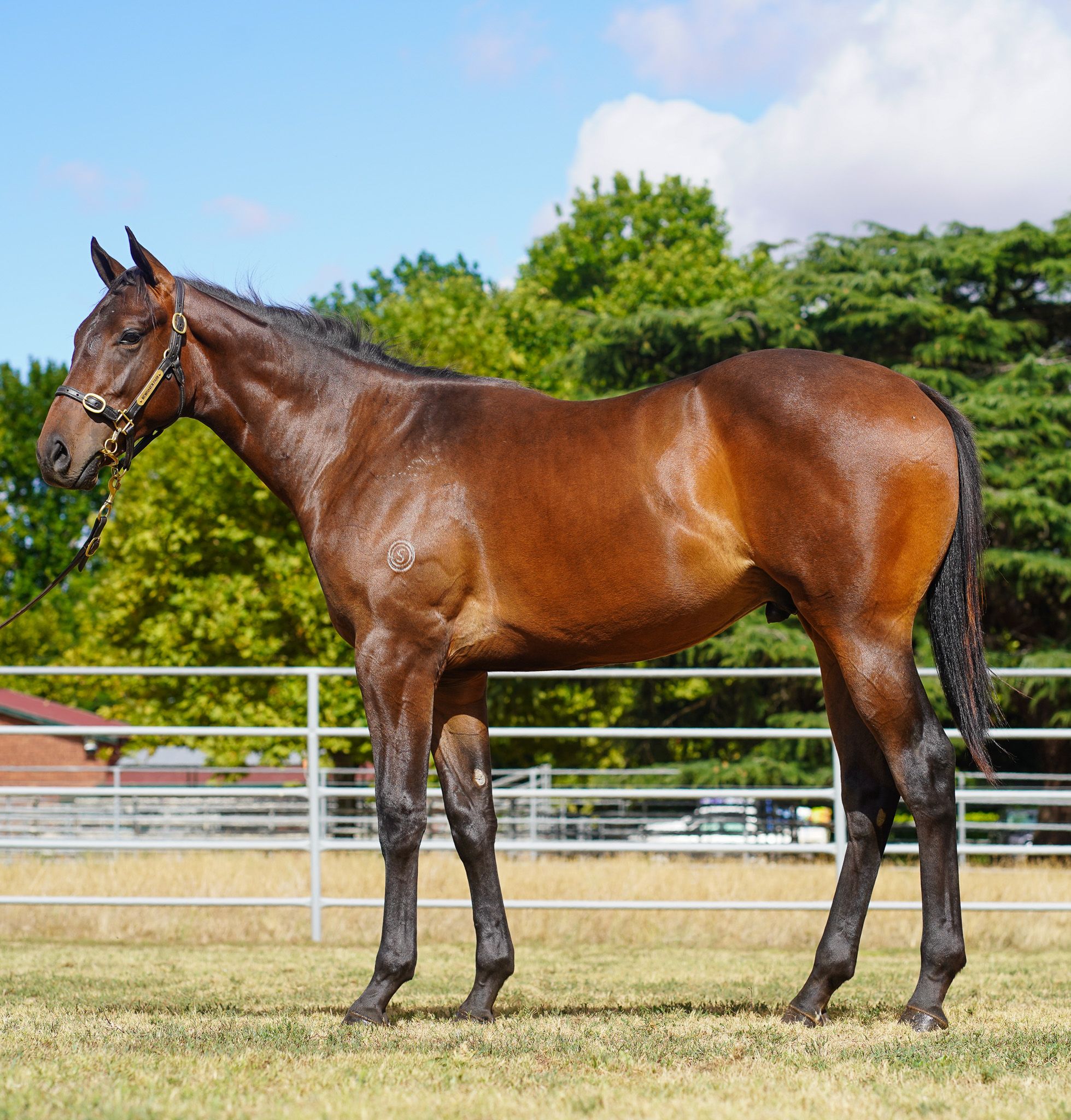 Dancing Heather colt