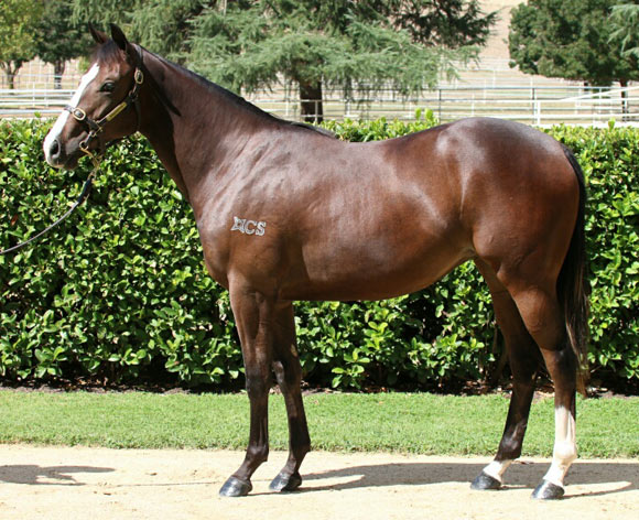 Maxi Dress (IRE) Filly