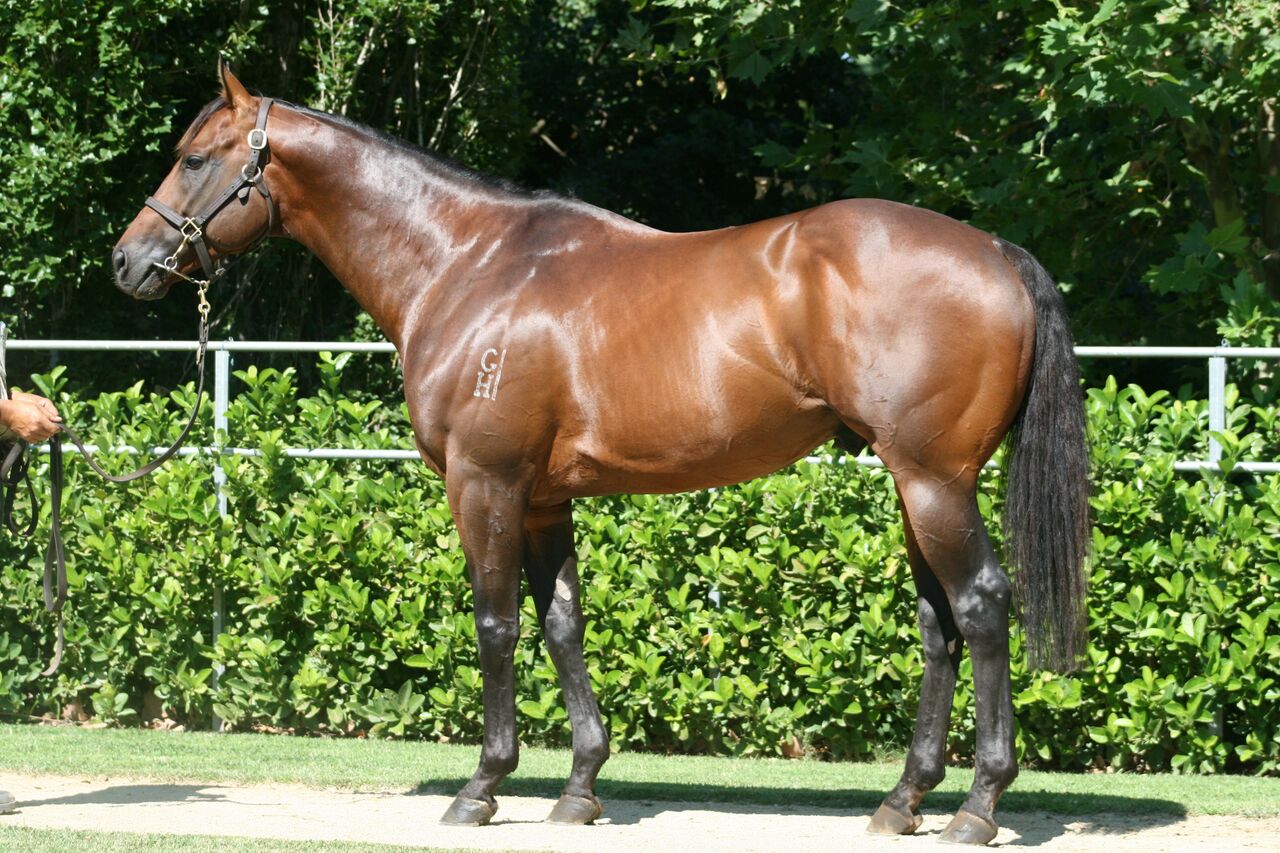 Winning Debut for Delago Deluxe Filly