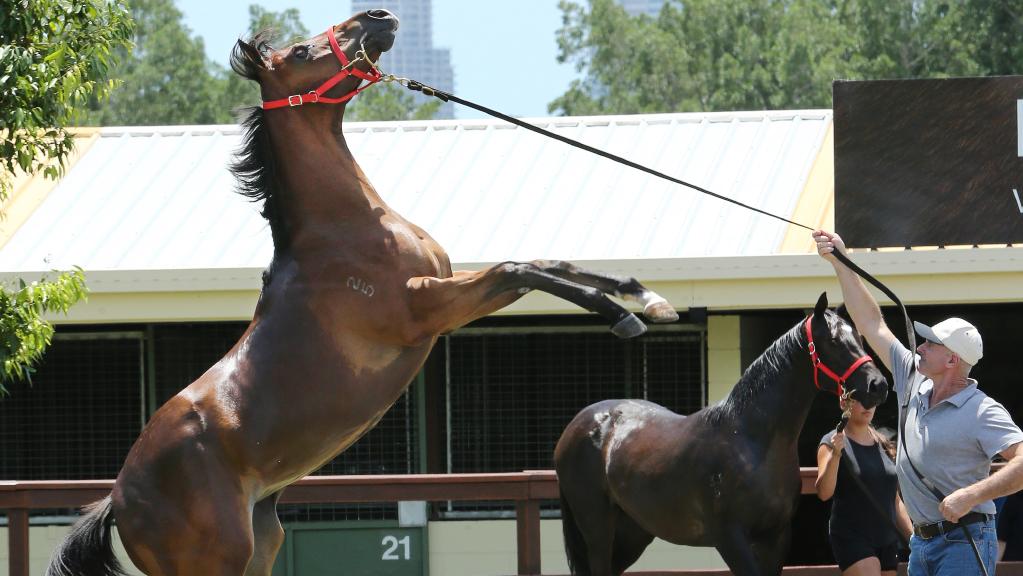 30 years on, Magic Millions a true Gold Coast success story