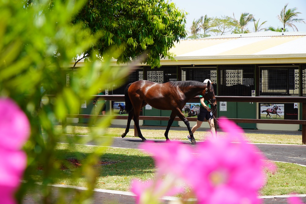 Magic Millions 2020 – Videos