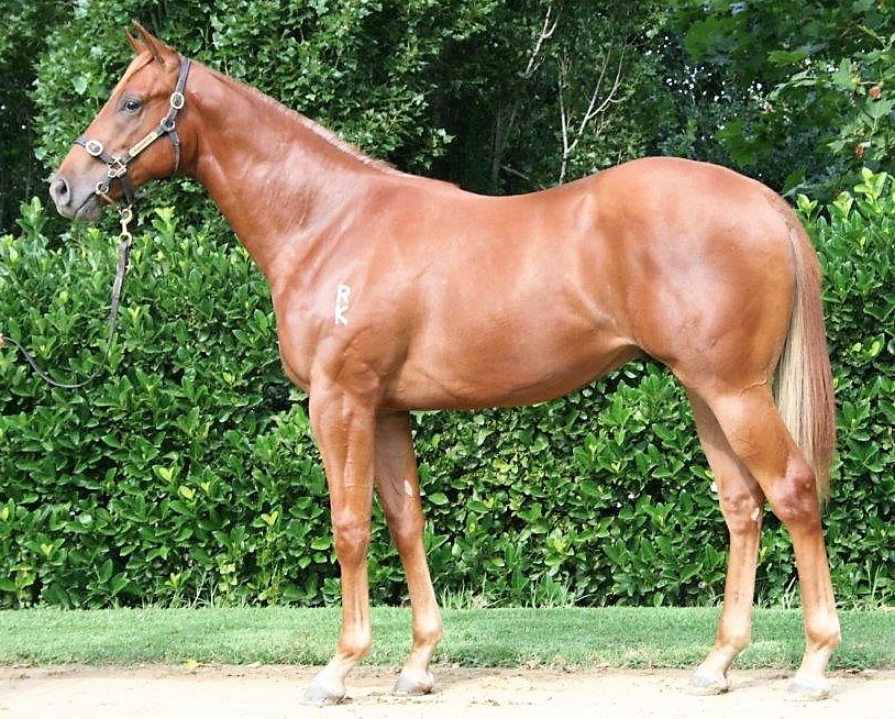 Gavroche Colt