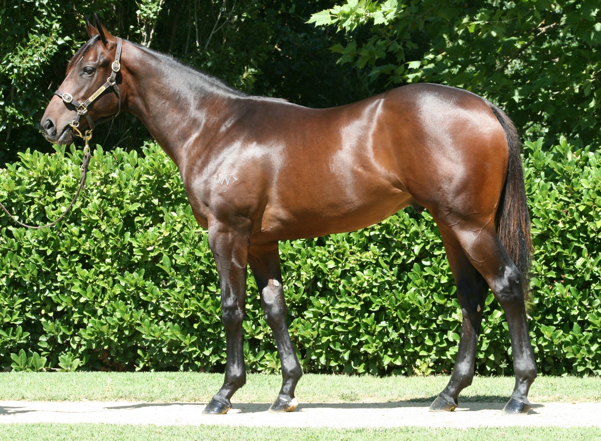 Stylish Winner Sold by Newhaven Park