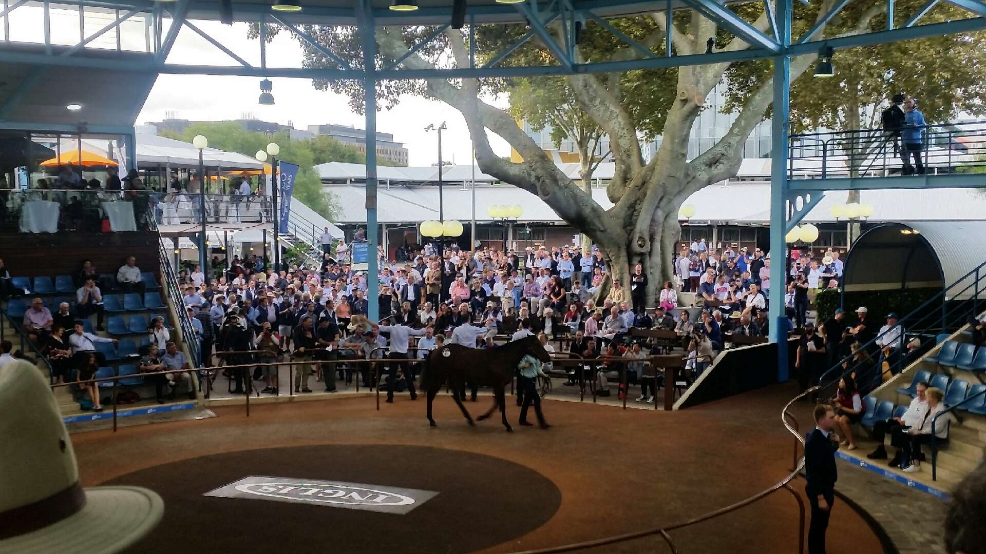 $1.8 Million Filly Sold by Newhaven Park