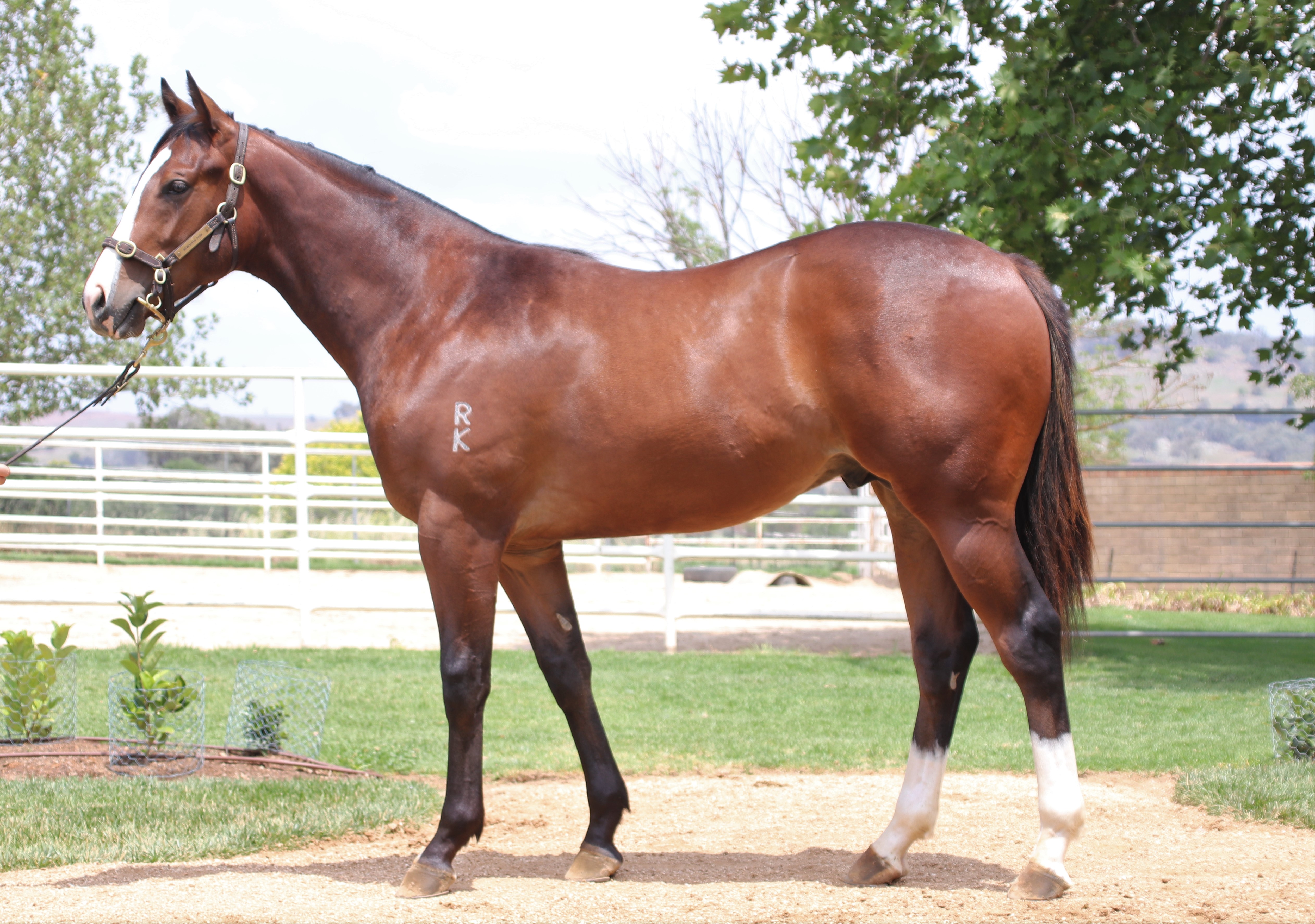 MOORE & SUMMIT RACING SECURE VIA AFRICA COLT