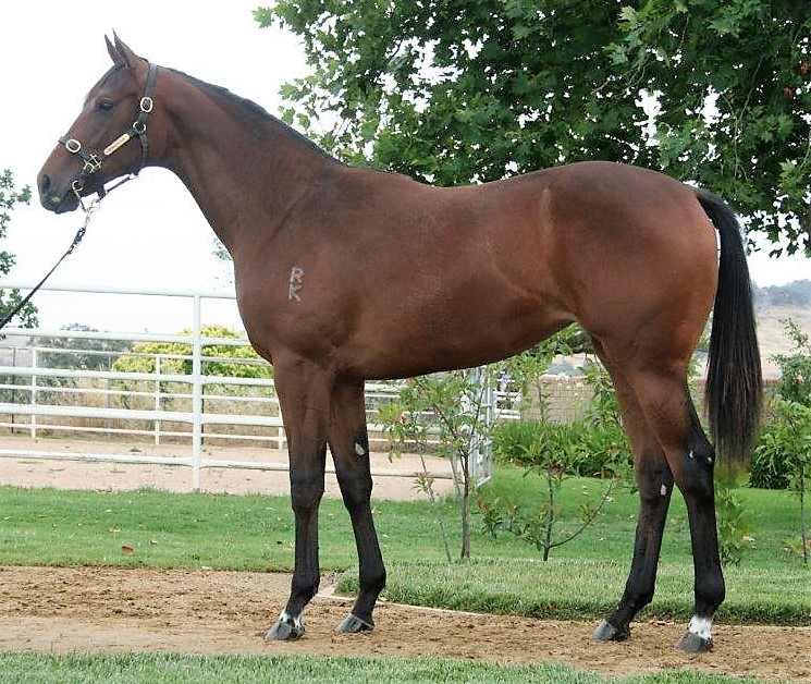 Kidman Filly