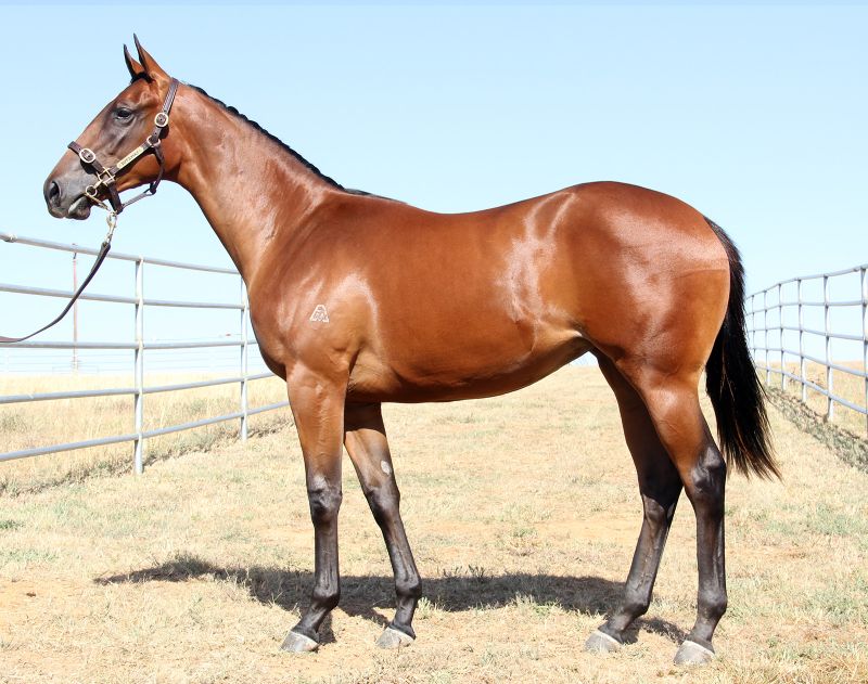 Lot-038-Nicconi-x-Allowable-Bay-Filly