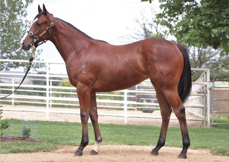 Lot-0538-Vancouver-x-Ehtifaal-Filly