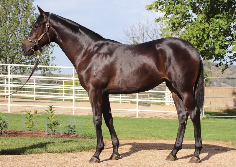 Lot-0650-Pride-Of-Dubai-x-Herstory-Filly