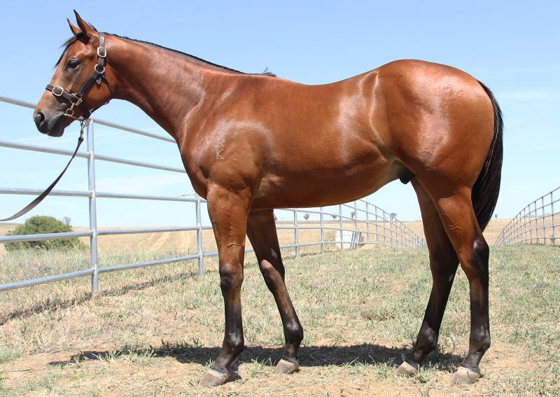 Lot-0911-Delago-Deluxe-x-Avail-filly
