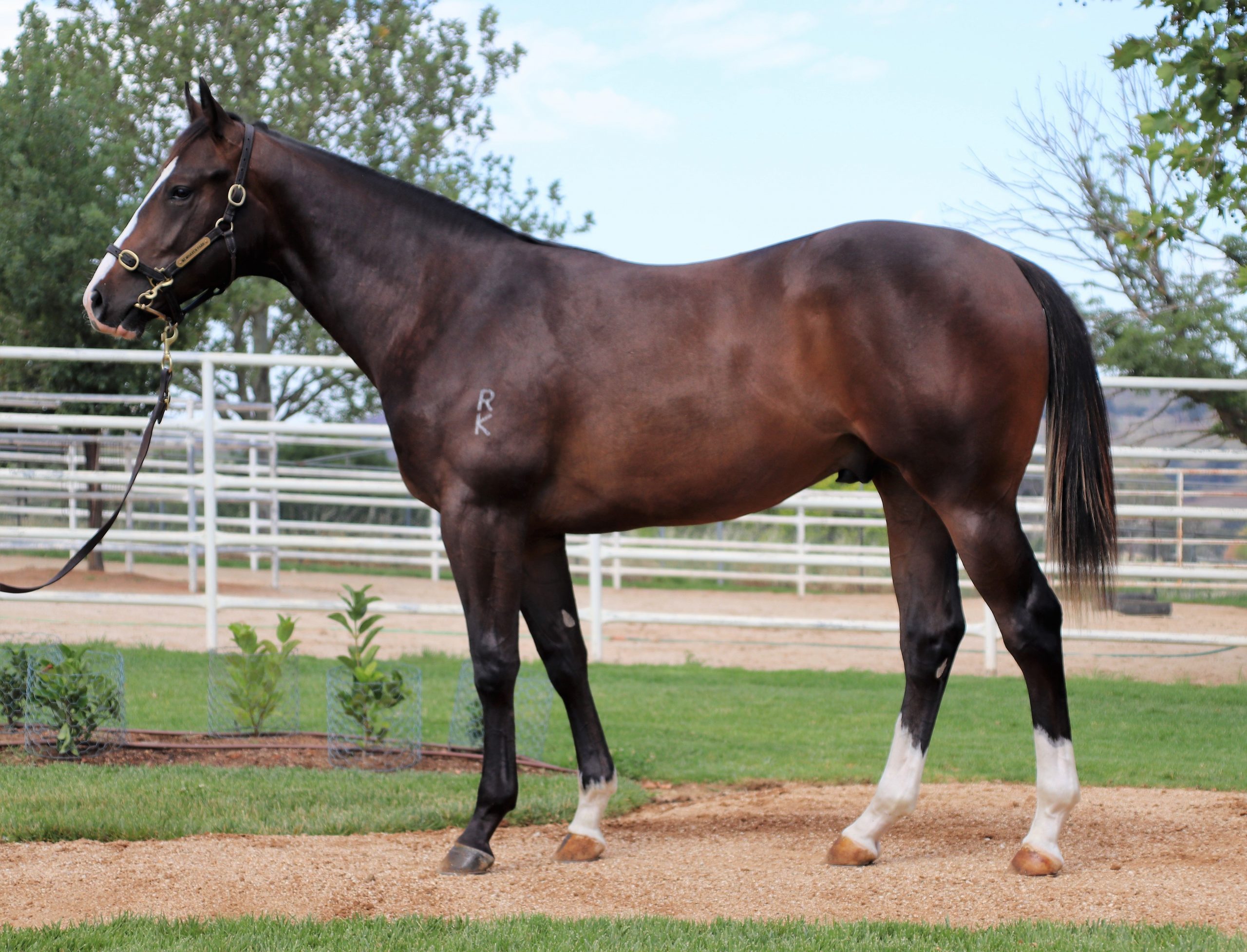 RINGBOLT SHOCKS IN SA SIRES’ PRODUCE STAKES