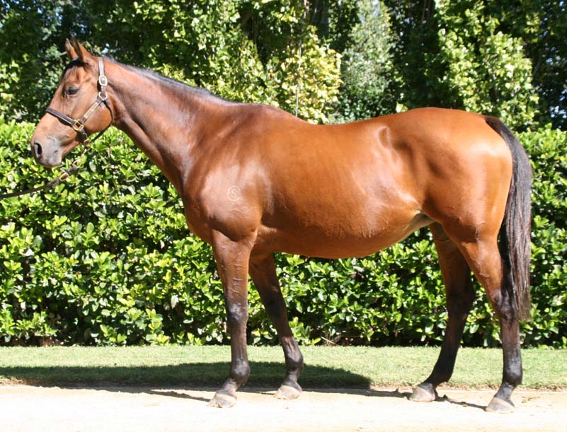 Zabeel Babe (NZ)