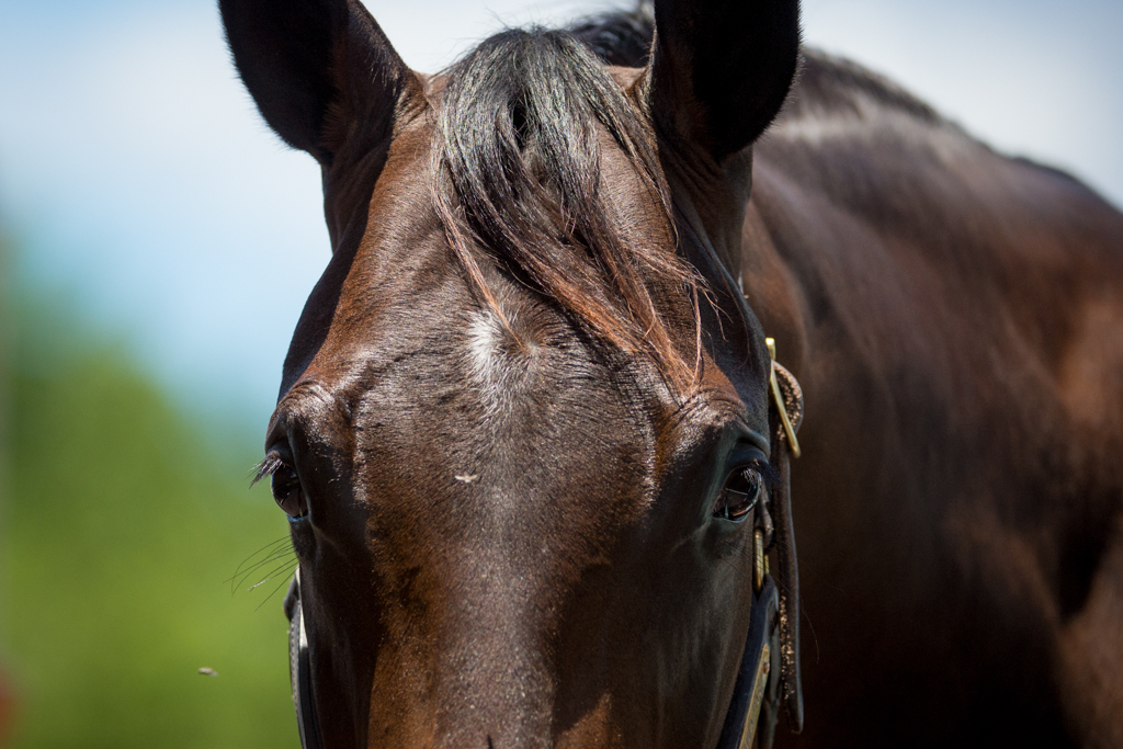 BlueBlood Winner for Newhaven Park