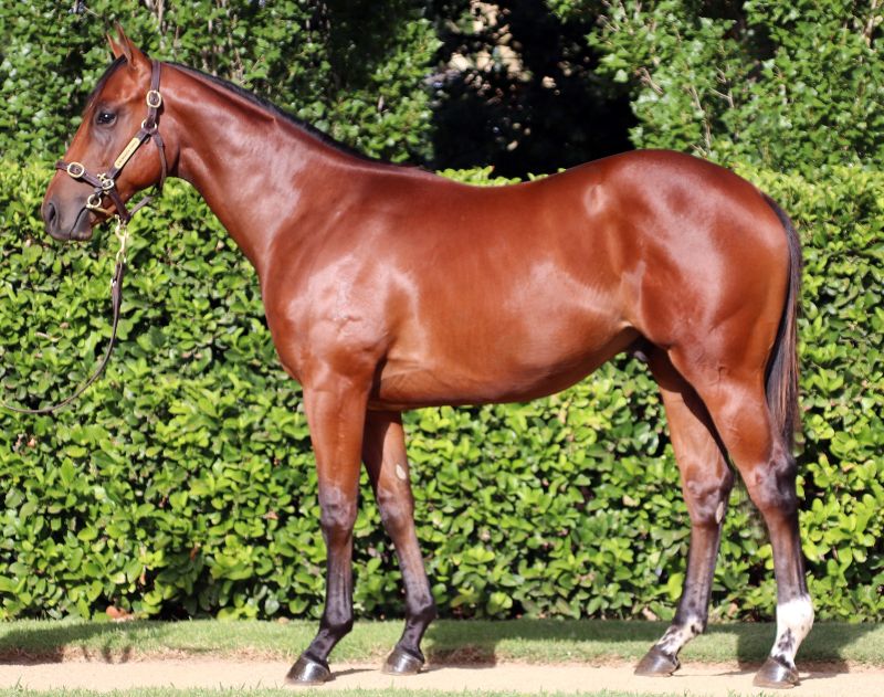 Fashion Colt