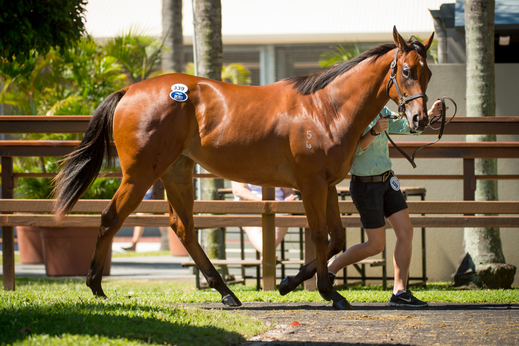 Newhaven Park bred and sold Sanadaat to press Group One Guineas claims