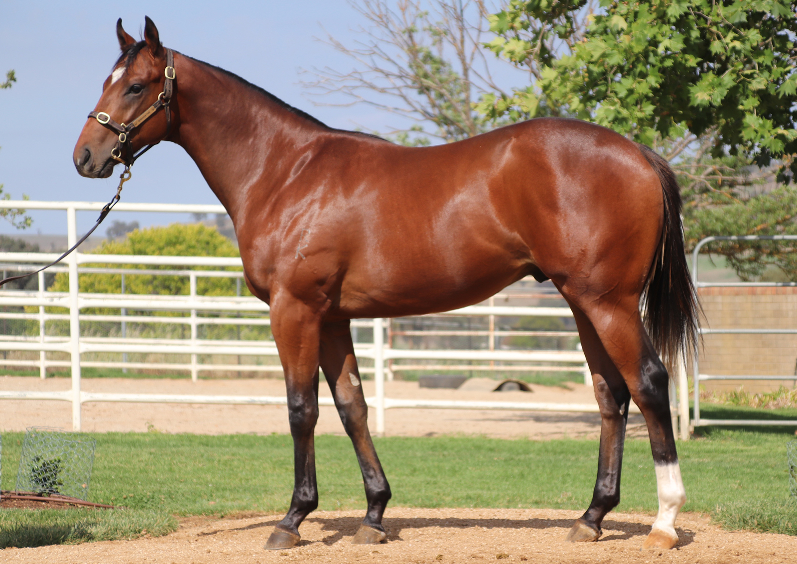 Lot-374-Redoute_s-Choice-x-Aware-Colt