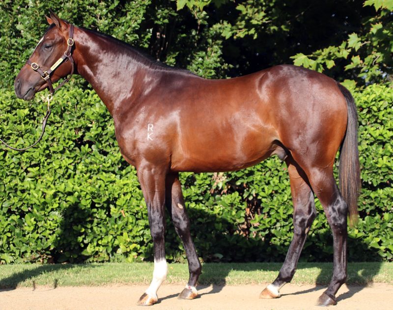 Lady Annaliese Colt