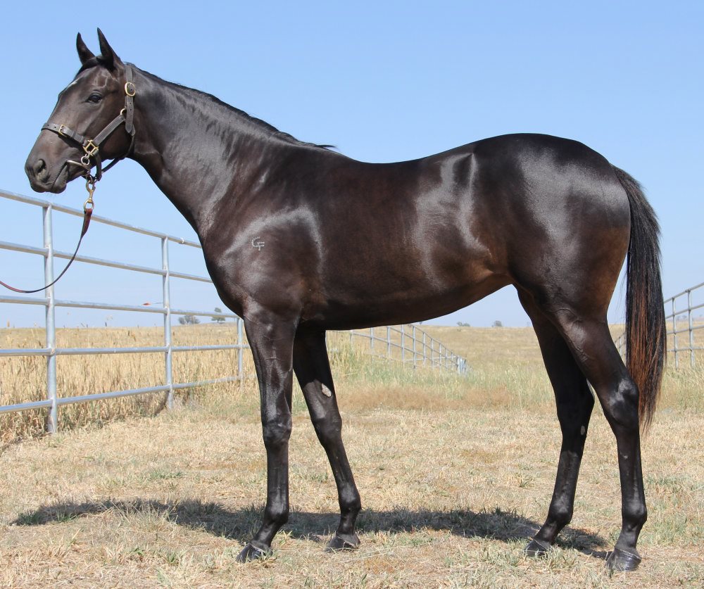 Lot 456 Shamus Award x Is It A Mosquito Filly-RESIZED