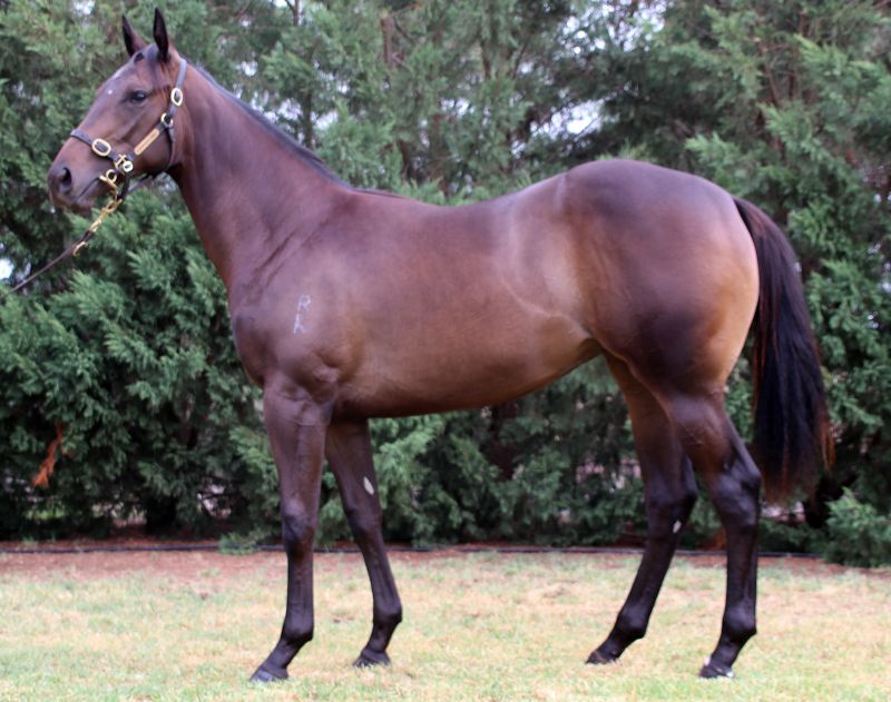 Madam Nash Filly