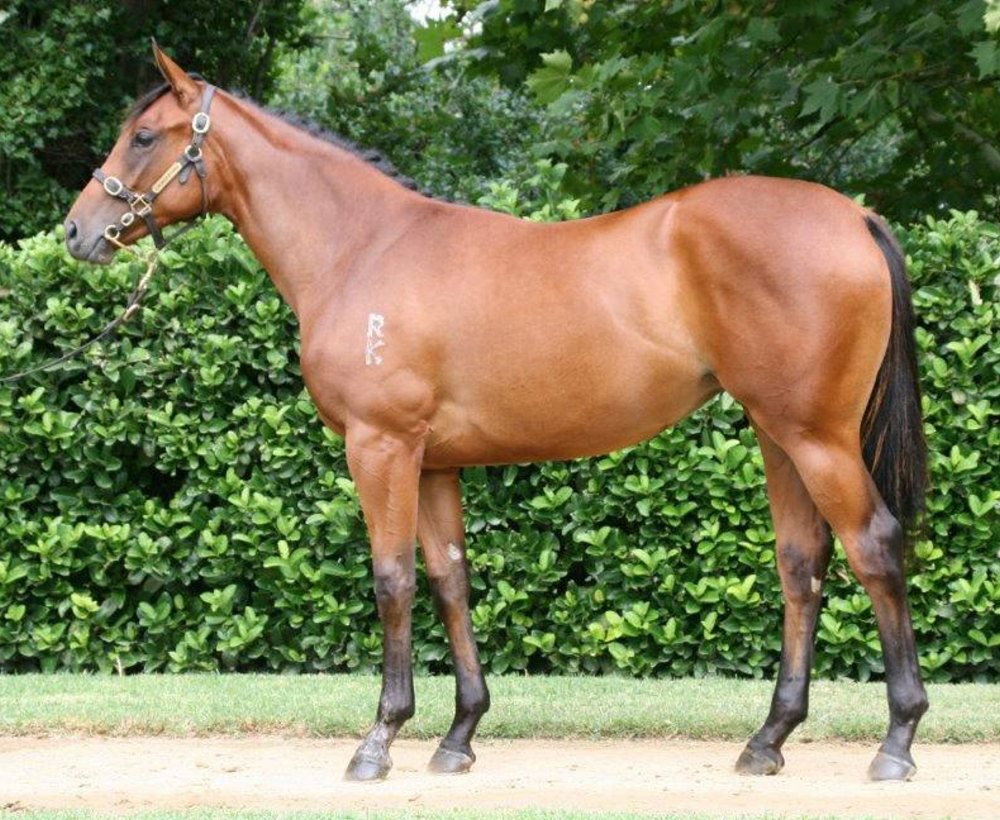 Lot 530 Shooting To Win x Miss Doubtfire Filly-RESIZED