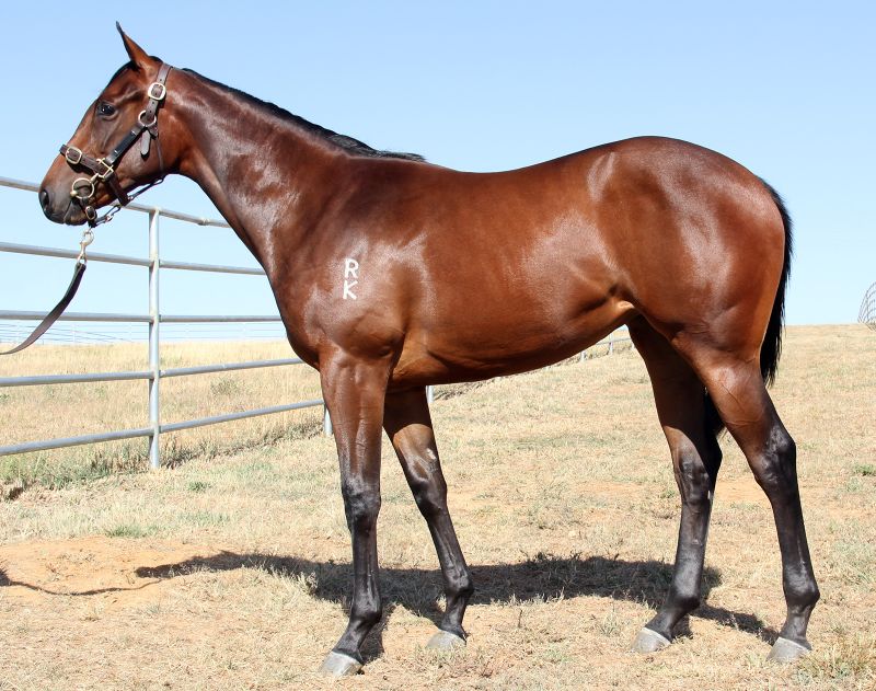 Sara’s Shinko Filly