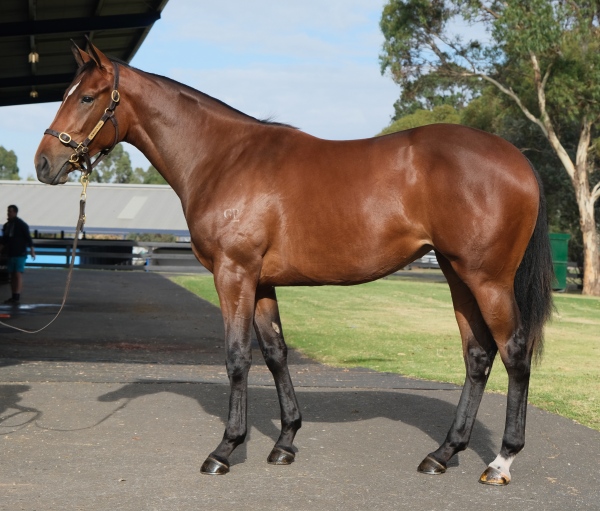 Lot-79-Impending-x-High-Above-Filly_Cropped_resized