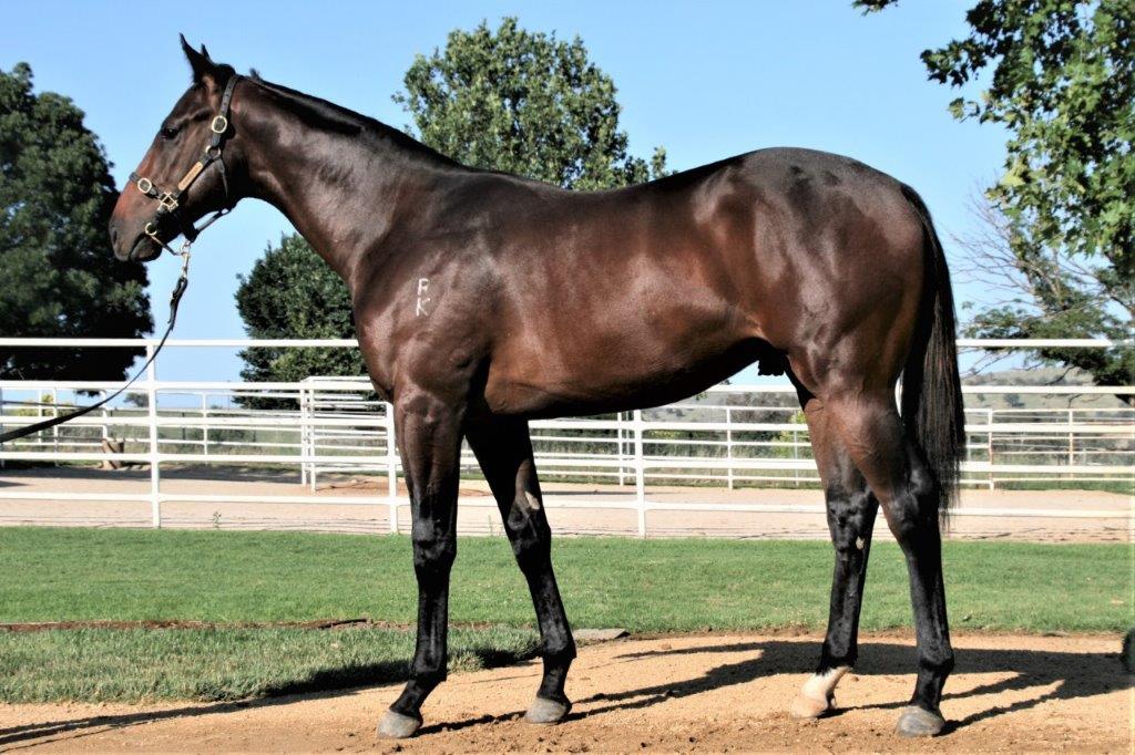 Lot 832 Redoute’s Choice x Invest Bay Colt