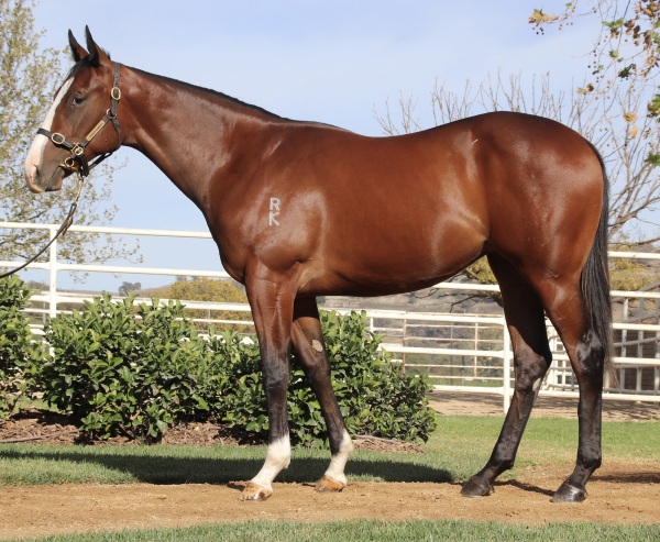 Lot122_OurGilda_Filly_resized