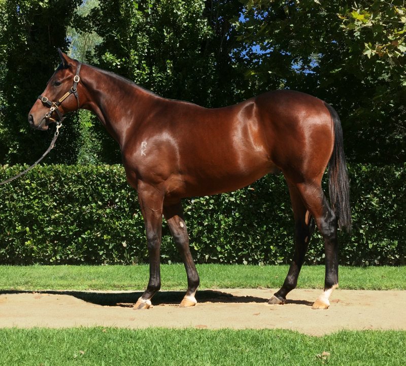 Kidman Colt