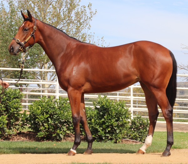 Lot202_Simply_Brilliant_Filly_resized