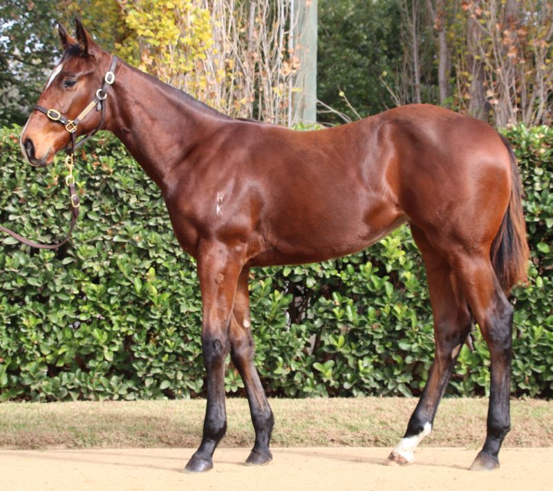 Lot298-Magnanime-Filly