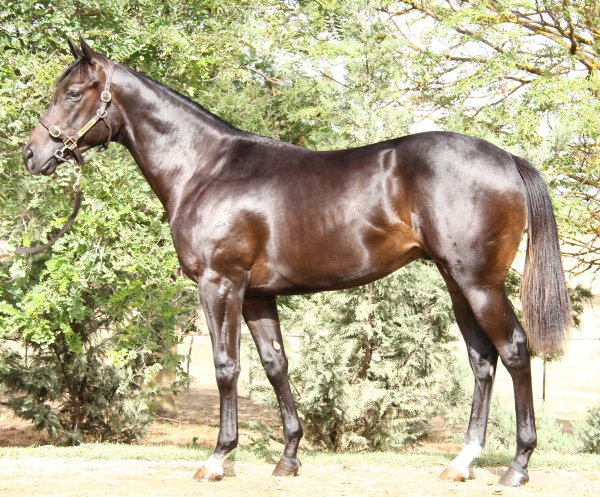 Queen of Kariba Colt