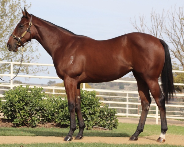 Lot400_DancingHeather_filly_resized