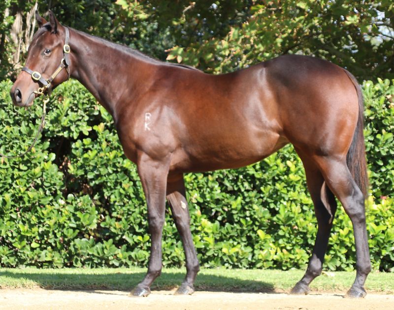 Dancing Heather Filly