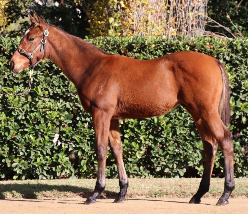 Zabeel Babe Colt