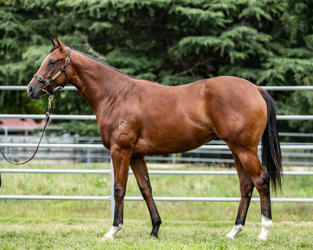 Licorice Stick filly