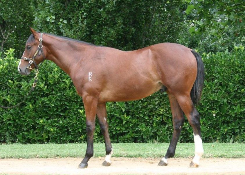 Prim Colt