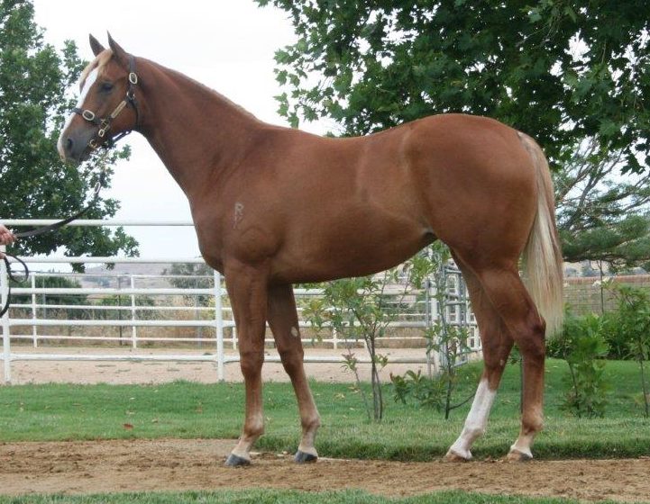 Newhaven Sold Filly Headed for MM 2YO Classic