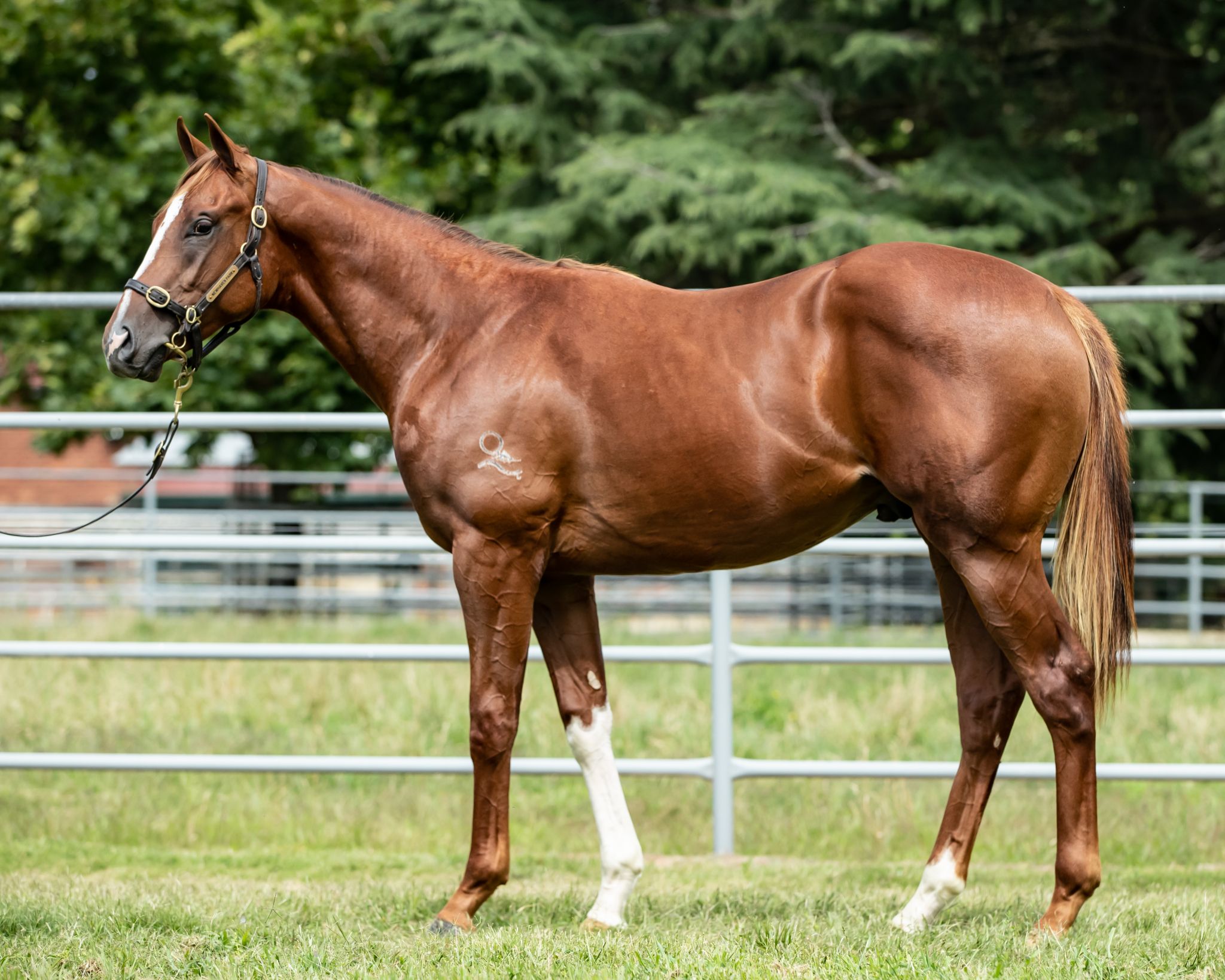 Streetcar Stella colt