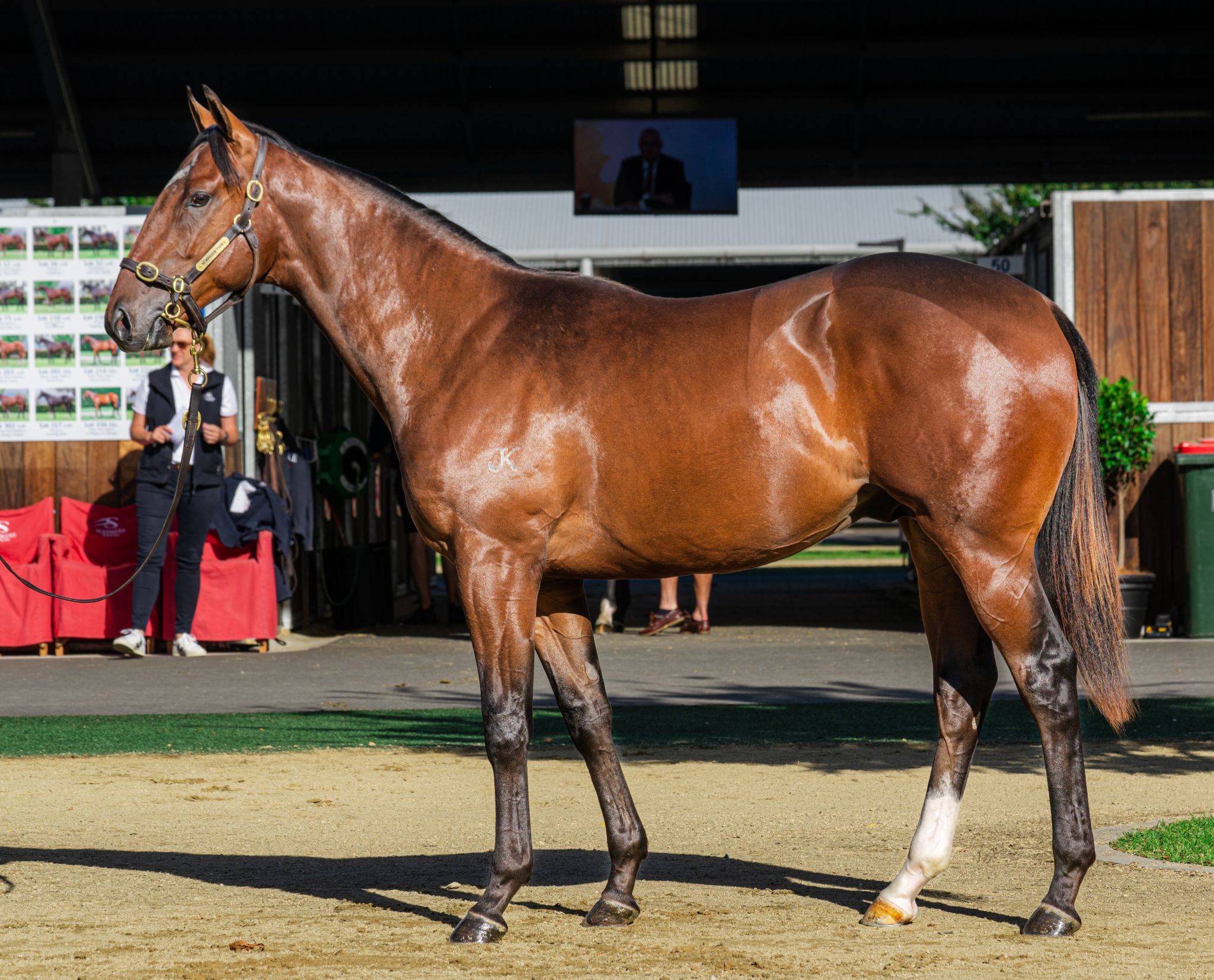 Cool Snitzel colt